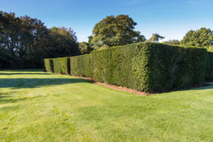Photo of a hedge to show Hedge Maintenance - Oakland Tree Services