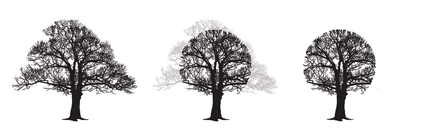 Tree Crown Reduction diagram - Oakland Tree Services