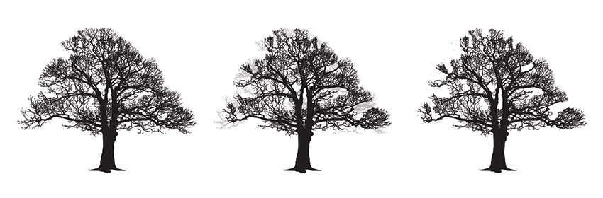 Tree Crown Thinning diagram - Oakland Tree Services